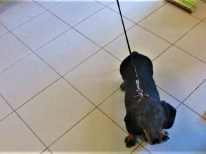 Patversmē nogādāts suns, aicina atsaukties saimnieku