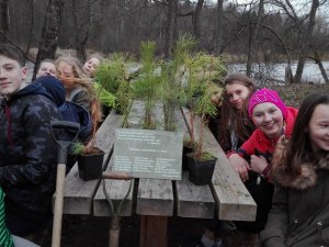 Siguldas 1.pamatskolas skolēni iestādījuši 18 priedītes