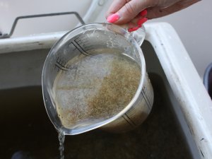 Gaujā pie Siguldas ielaisti 2,8 miljoni nēģu kāpuri