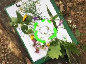 Mores pamatskolā notikusi nometne „Daba mums apkārt”