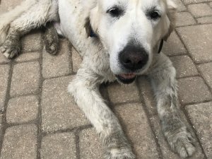 Pašvaldības policija aicina atsaukties suņa saimnieku