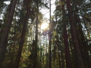 Iespēja piedalīties konkursā „Sakoptākais mežs”