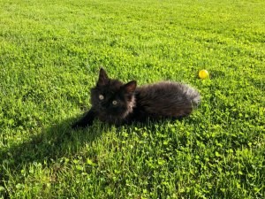 Notiks mājdzīvnieku fotogrāfiju konkurss „Ķepas un Astes”