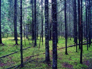 Aicina mežā būt uzmanīgiem