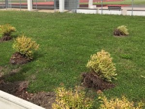 Teritorijā pie Siguldas Sporta centra izpostīti apstādījumi