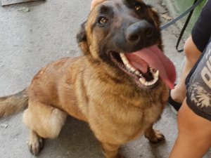 Pašvaldības policija lūdz atsaukties suņa saimnieku