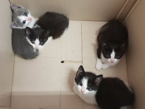 Atrasti pamesti kaķēni; lūdz atsaukties aculieciniekus