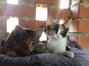 Atrasti pamesti kaķēni; aicina atsaukties gādīgus saimniekus