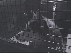 Atrasts noklīdis haskijs; aicina atsaukties saimniekus