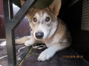 Allažu pagastā pieklīdis suns; aicina atsaukties saimniekus