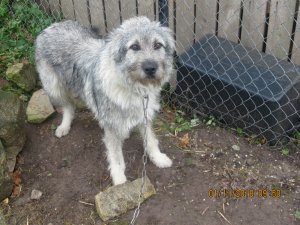 Atrasts suns; aicina atsaukties saimniekus