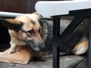 Atrasts suns; aicina atsaukties saimniekus