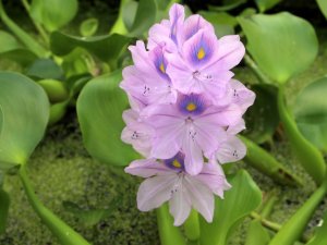 Aicina pievērst uzmanību invazīvo augu sugu izplatības ierobežošanai