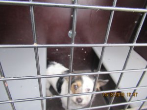 Patversmē nogādāts suns; aicina atsaukties dzīvnieka saimniekus