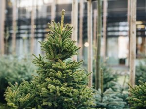 Informācija par svētku eglīšu ciršanu valsts mežos