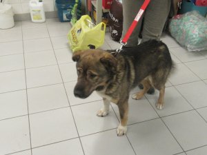 Aicina atsaukties Mores pagastā pieklīdušā suņa saimnieku