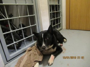 Aicina atsaukties netālu no Allažmuižas atrasta suņa saimniekus