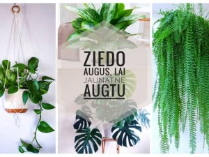 Jaunieši aicina ziedot lietas Jaunrades centra labiekārtošanai