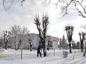 Publiskā apspriešana par mazvērtīgu koku nociršanu Rīgas ielā