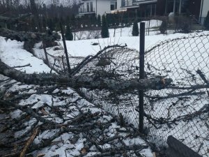 Pašvaldība veiks koku stāvokļa novērtēšanu