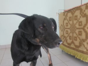 Patversmē nogādāts suns, aicina atsaukties dzīvnieka saimnieku