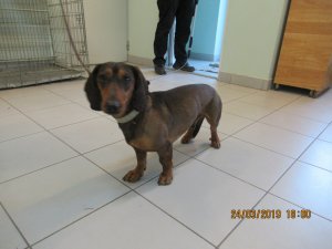 Aicina atsaukties Siguldas pagastā atrasta suņa saimniekus