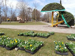 Siguldas apstādījumos uzsākta vairāk nekā 10 000 atraitnīšu stādīšana