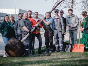 Lielā talka Siguldas novadā: Olimpiešu alejā iestādīta īpaša kļava un sakopta Lakstīgalas grava