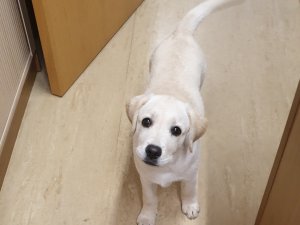 Atrasts suns; aicina atsaukties saimniekus