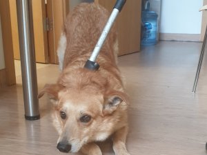 Atrasts suns; aicina atsaukties saimniekus