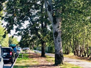 Pašvaldība ir vienojusies ar AS „Sadales tīkls” par radīto zaudējumu kompensāciju Leona Paegles ielā 17