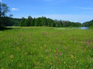 Latvijas Dabas fonda mobilais ganāmpulks ieradīsies Balonu pļavā Siguldā