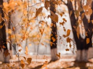 5. novembrī Nītaures ielā veiks bīstamo koku zāģēšanu