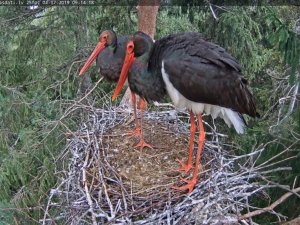 Siguldas novadā jau otro gadu bija iespēja sekot melnā stārķa gaitām