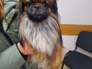 Atrasts suns; aicina atsaukties saimniekus