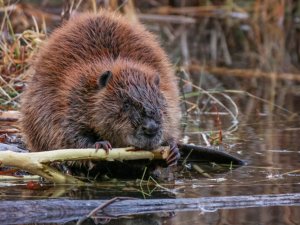 Gaujas Nacionālajā parkā norisināsies akcija “Bebruāris”