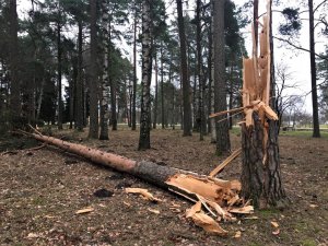 Novadā notiek bīstamo koku apzināšana un zāģēšana