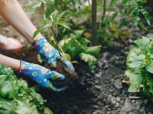 Mainīta nomas maksa mazdārziņa ierīkošanai pašvaldībai piederošā īpašumā