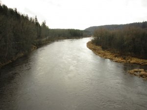 Dabas aizsardzības pārvalde aicina iesaistīties lašveidīgo zivju aizsardzībā