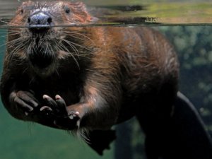 29. februārī aicina doties pārgājienā “Bebruāris Lorupes krastos”