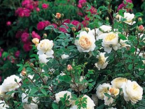 Bērnudārzā “Pumpurdārzs” notiks “Pasakas rīts”