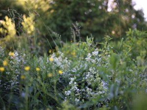Siguldas novadā skaita dabu; tiek konstatēti jauni atklājumi