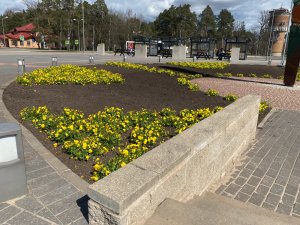 Siguldas apstādījumus rotās 10 tūkstoši atraitnīšu