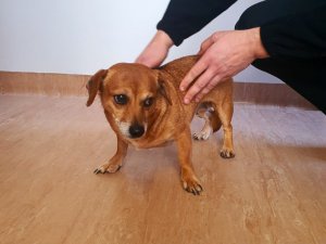 Atrasts suns; aicina atsaukties saimniekus