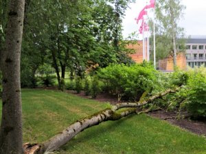 Negaisa laikā iedzīvotājus aicina uzmanīties no lūstošiem kokiem