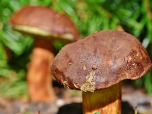 15. un 16. augustā Mores pagastā notiks Sēņotāju stāstu dienas