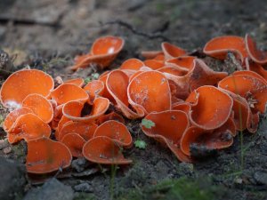 “Sēņotāju stāstu dienās” atrastas aptuveni 50 sēņu sugas