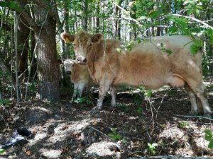 Mobilais ganāmpulks atgriežas Siguldas pļavās kopā ar mazuļiem