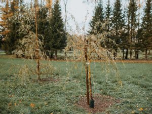 Pašvaldība Saules parkā un Allažos stāda dažādus kokus un dekoratīvus stādījumus