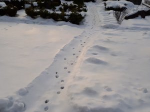 Meža zvēri barības meklējumos apciemo kapsētas